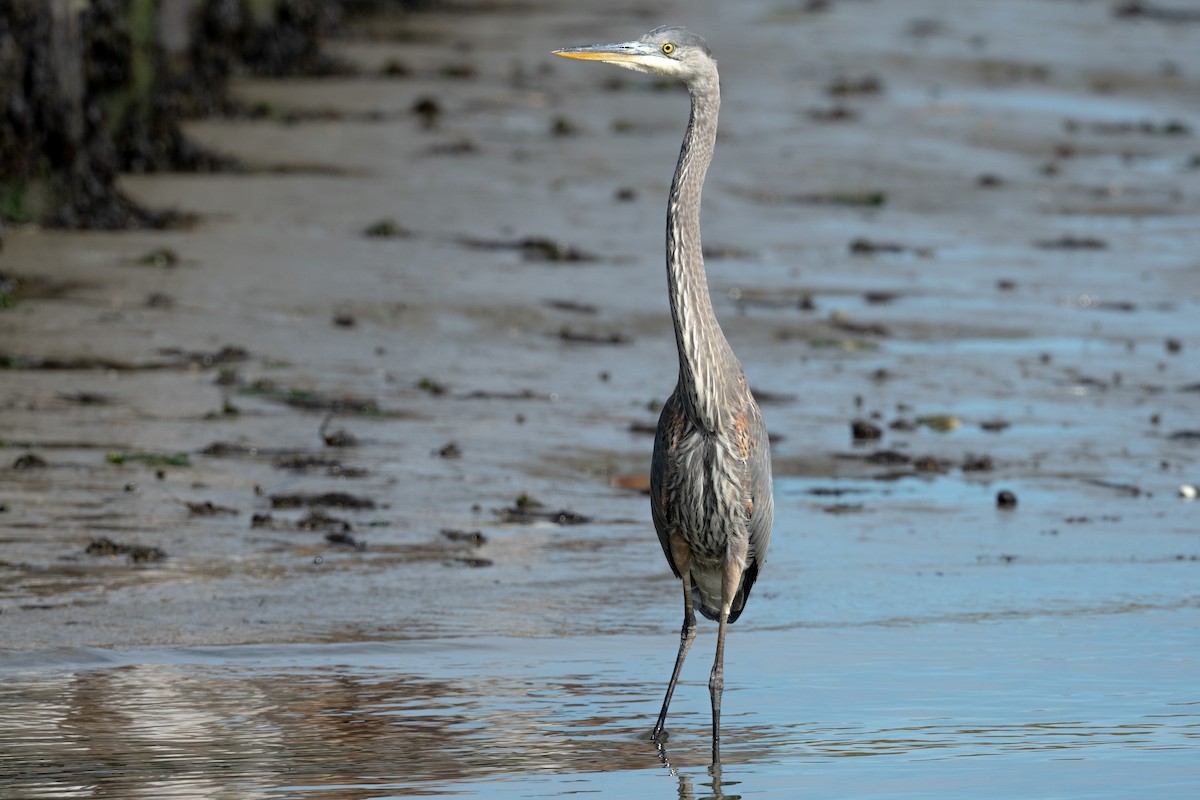 Great Blue Heron - ML645045669