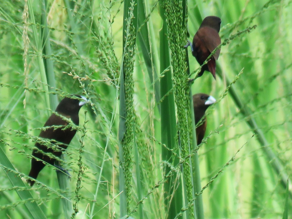 Chestnut Munia - ML645045675