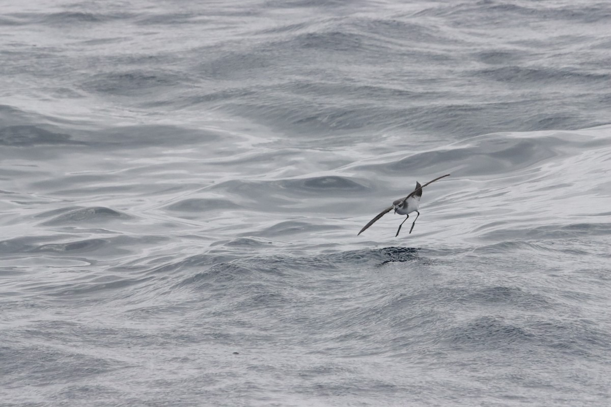 White-faced Storm-Petrel - ML645045695