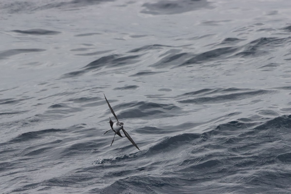 White-faced Storm-Petrel - ML645045696