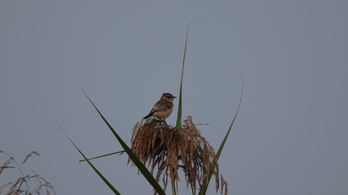 Siberian Stonechat - ML645045718