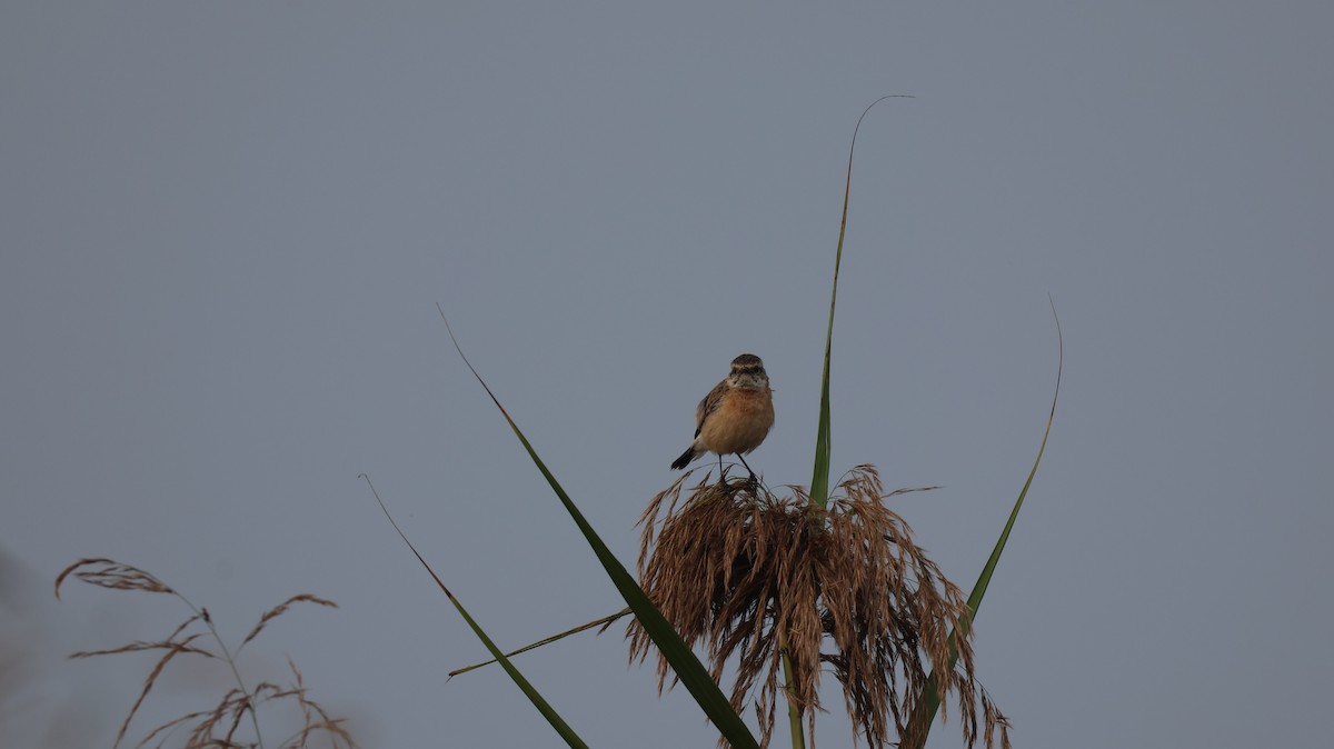 Siberian Stonechat - ML645045719