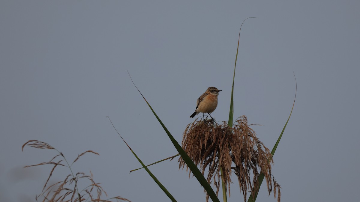 Siberian Stonechat - ML645045720