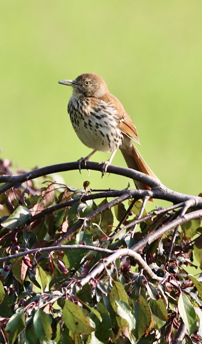 Brown Thrasher - ML645045726