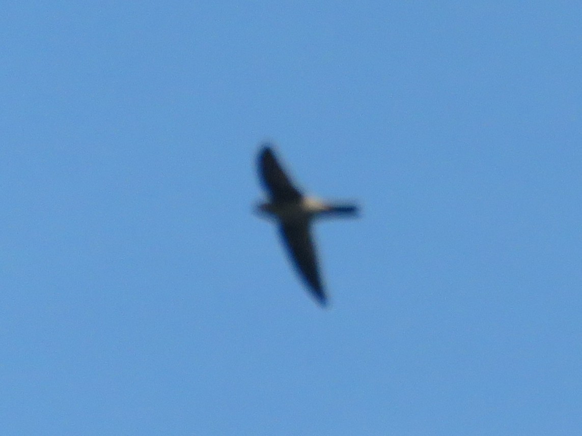 House Swift - ML645045727