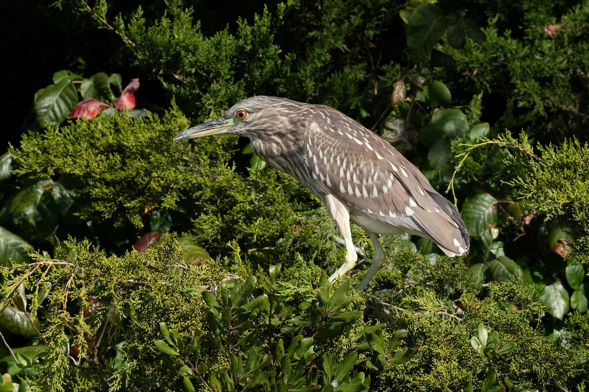 Black-crowned Night Heron - ML645045752