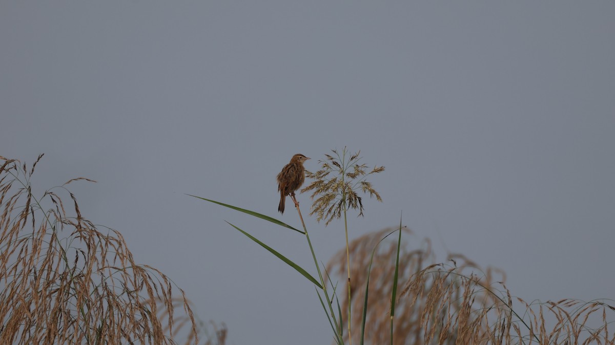 Zitting Cisticola - ML645045762