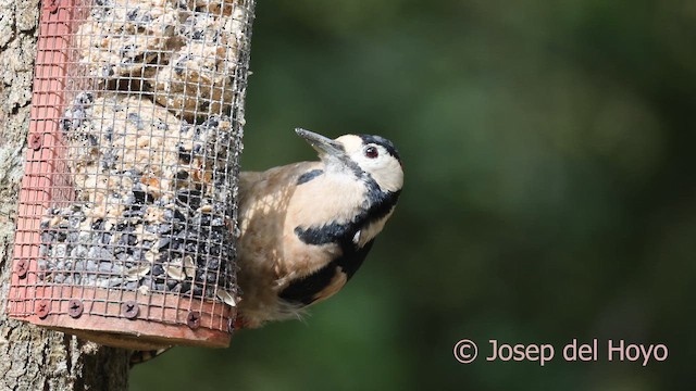 Orman Alaca Ağaçkakanı - ML645045797