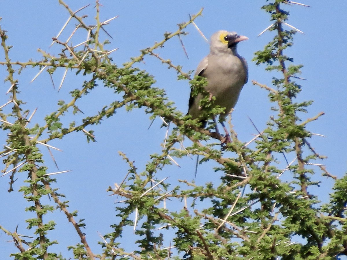 Wattled Starling - ML645045801