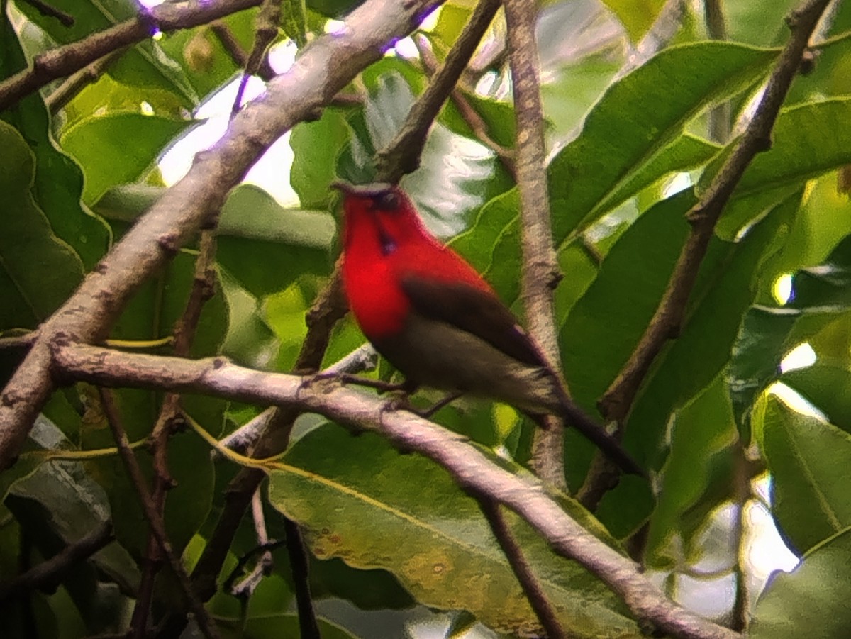 Crimson Sunbird - ML645045849