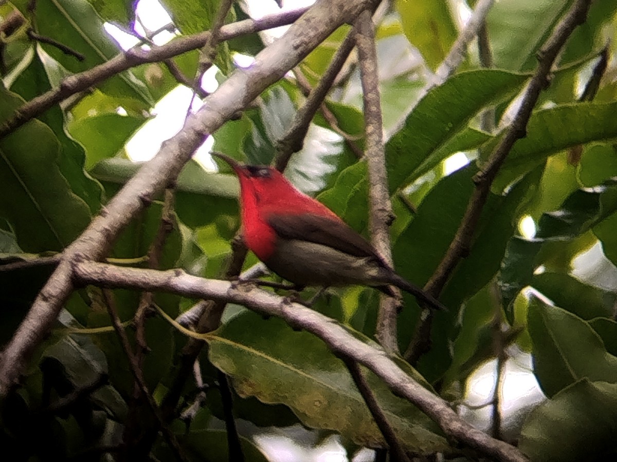 Crimson Sunbird - ML645045850