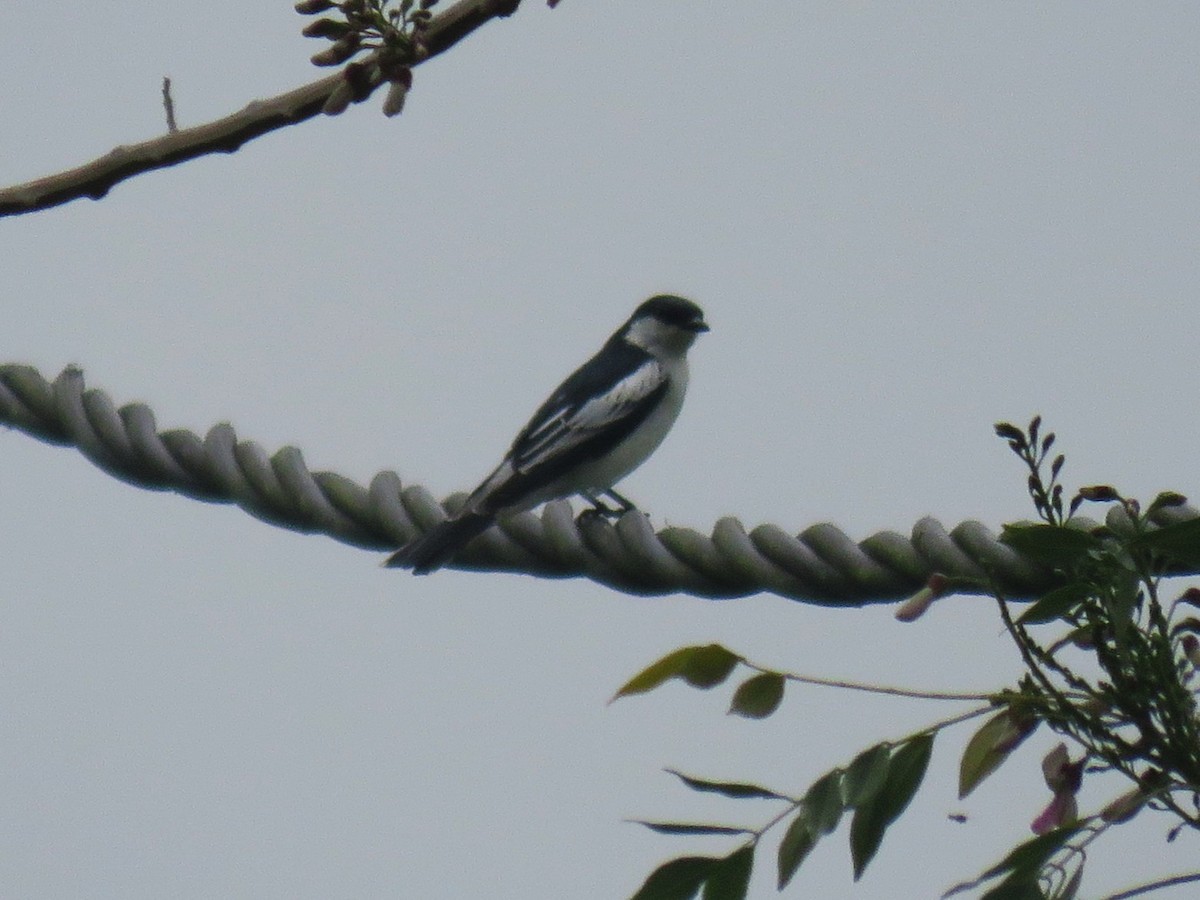 White-shouldered Triller - ML645045860