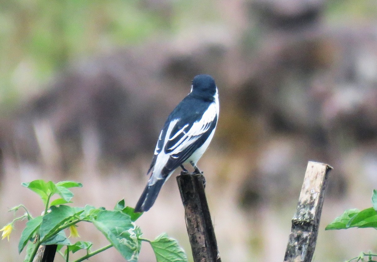 White-shouldered Triller - ML645045868