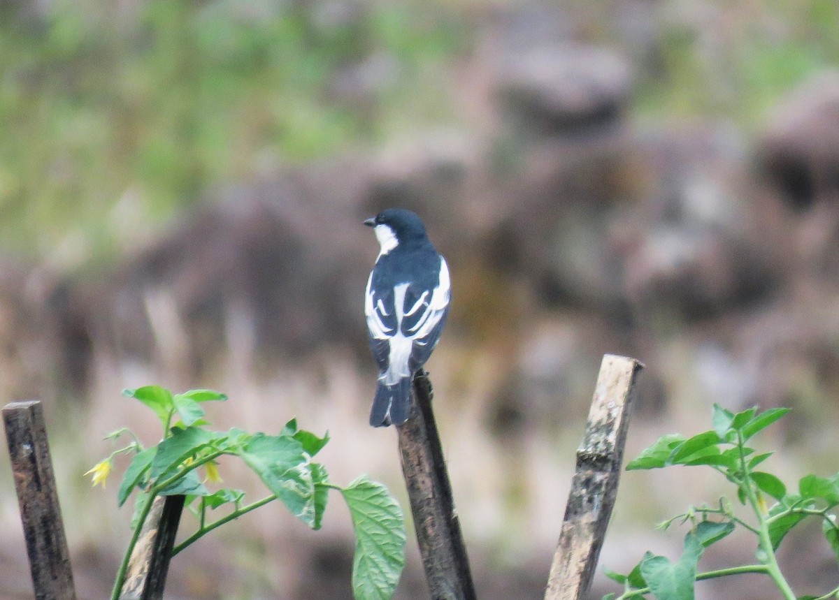 White-shouldered Triller - ML645045869