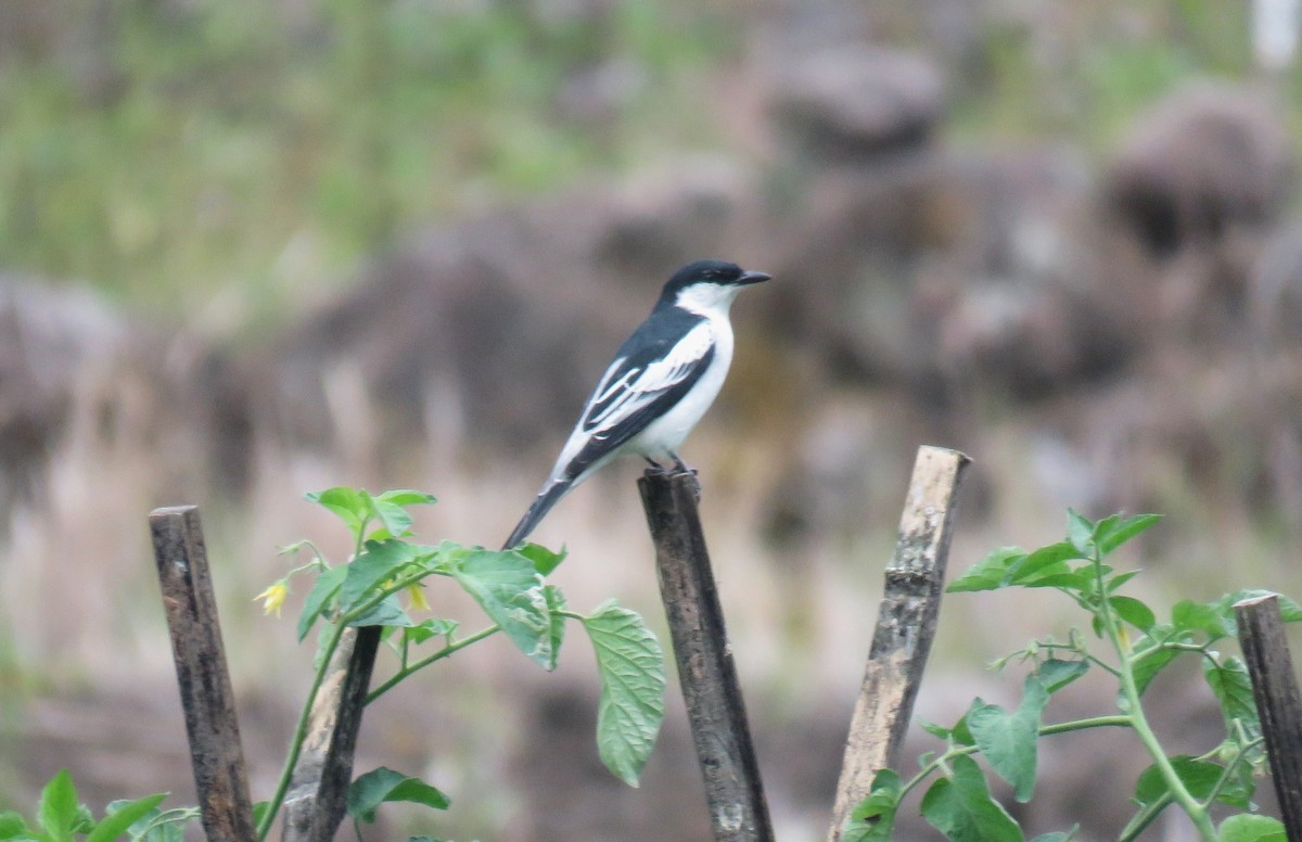 White-shouldered Triller - ML645045870