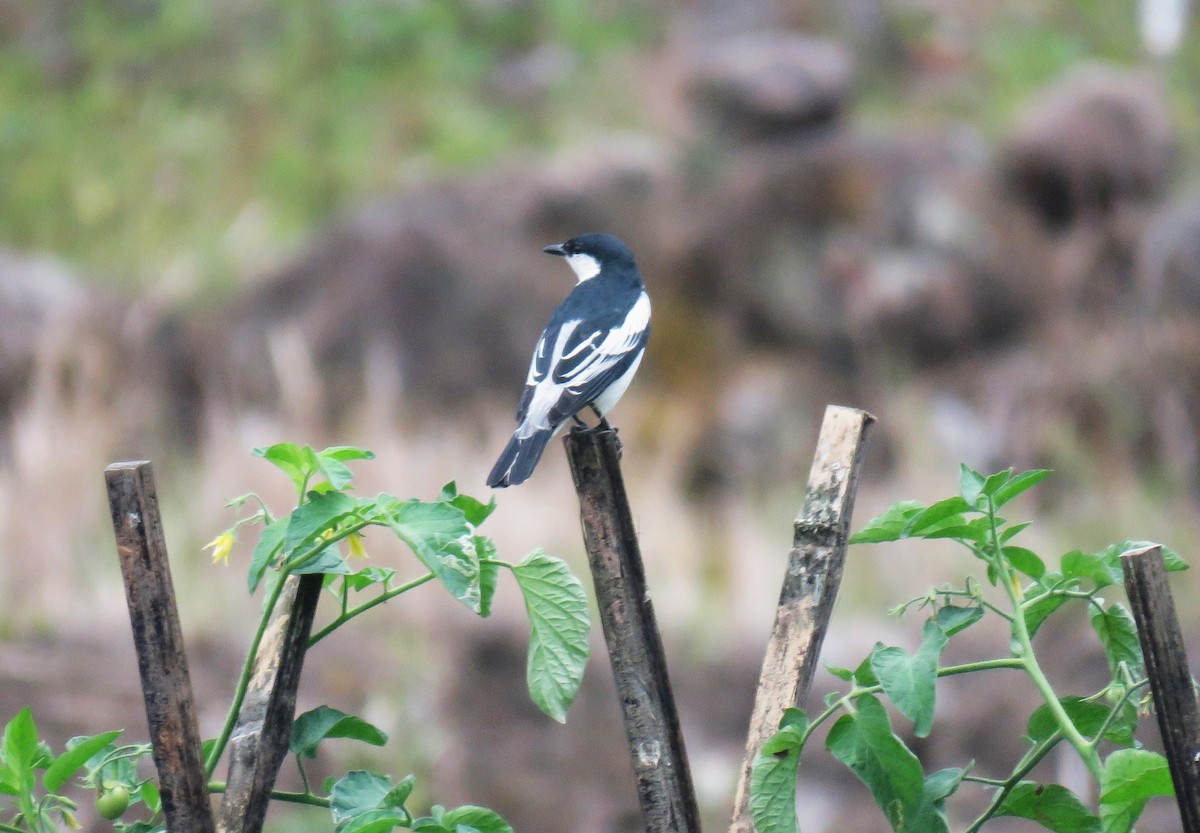 White-shouldered Triller - ML645045871