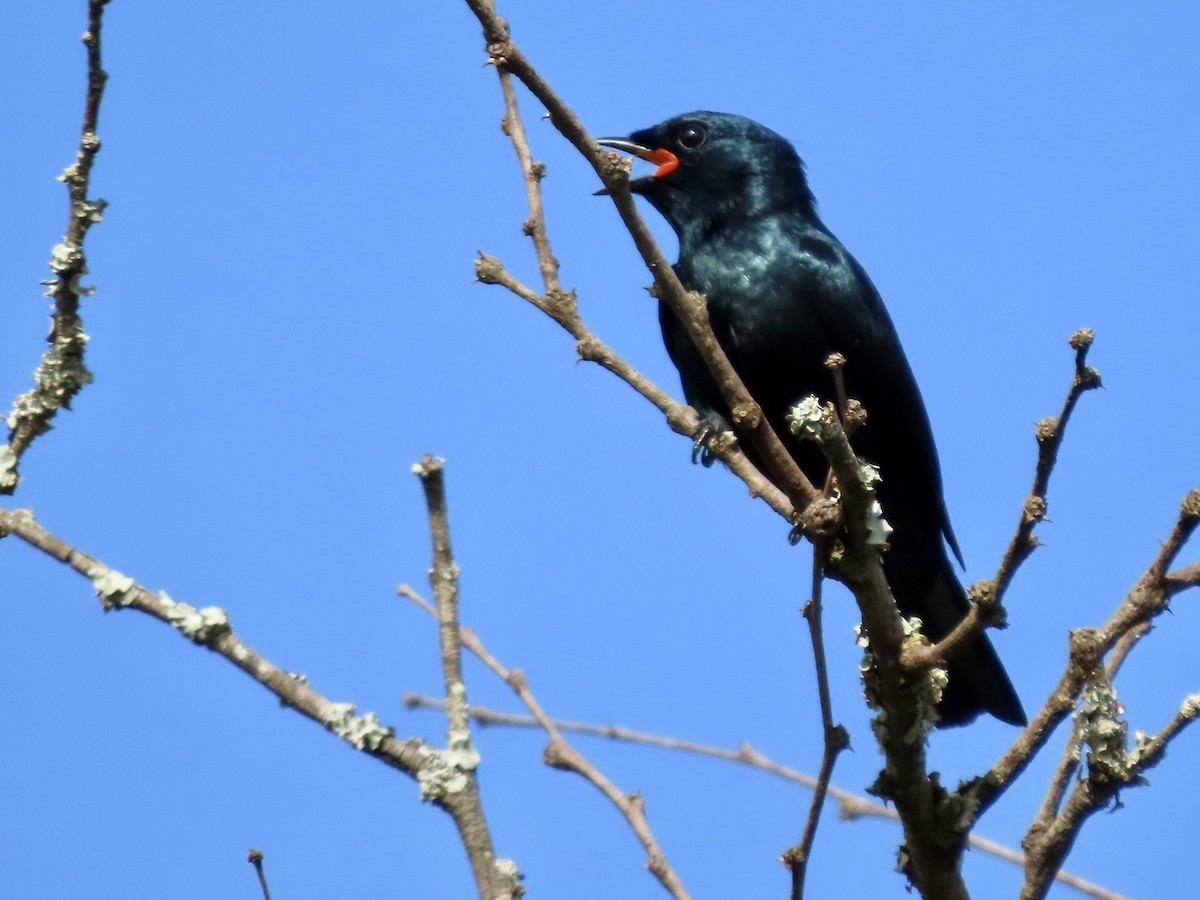 African Harrier-Hawk - ML645045893