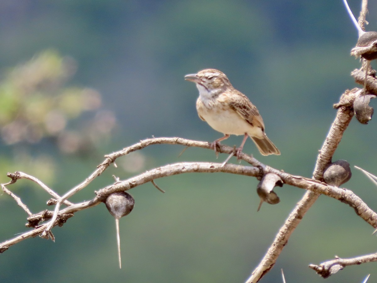 African Harrier-Hawk - ML645045895
