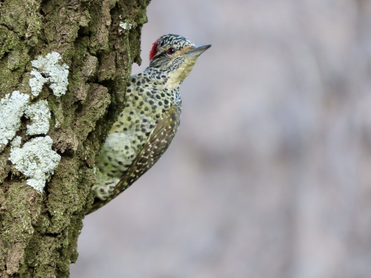 African Harrier-Hawk - ML645045896