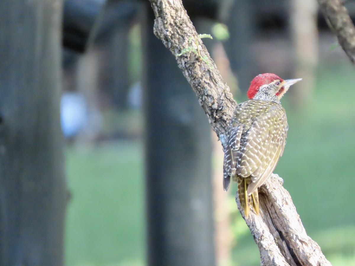 African Harrier-Hawk - ML645045897