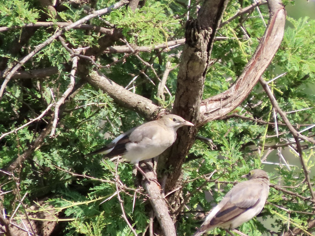 Wattled Starling - ML645045898