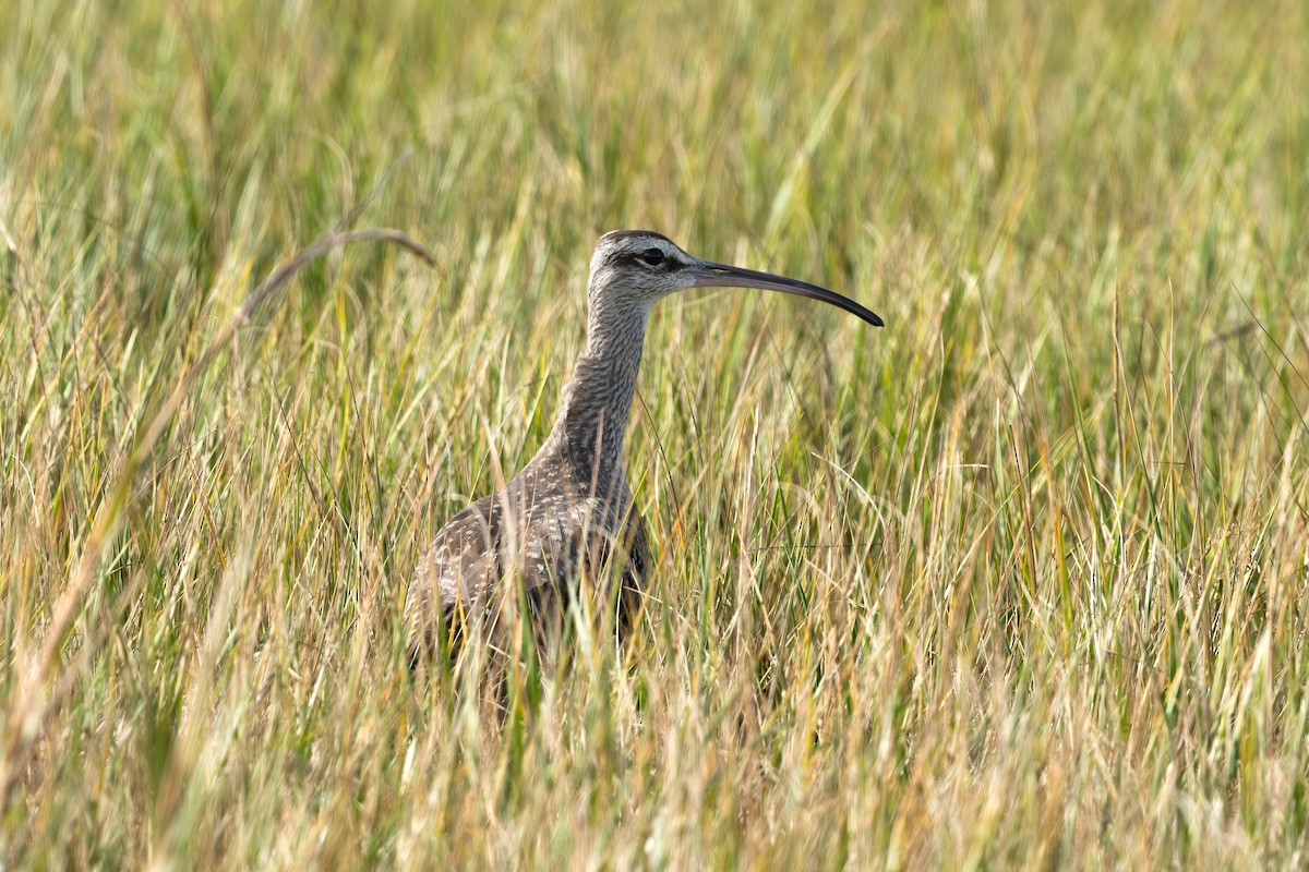 Hudsonian Whimbrel - ML645045901