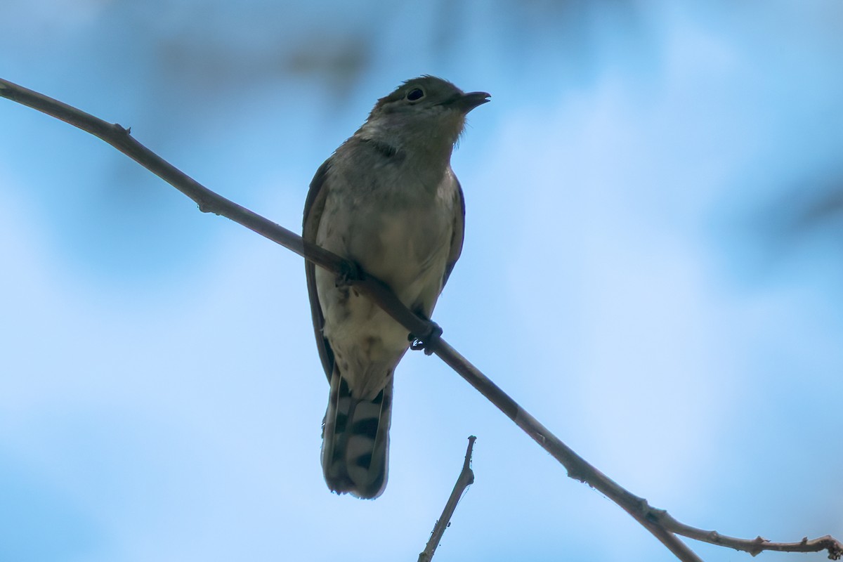 Little Bronze-Cuckoo - ML645045905