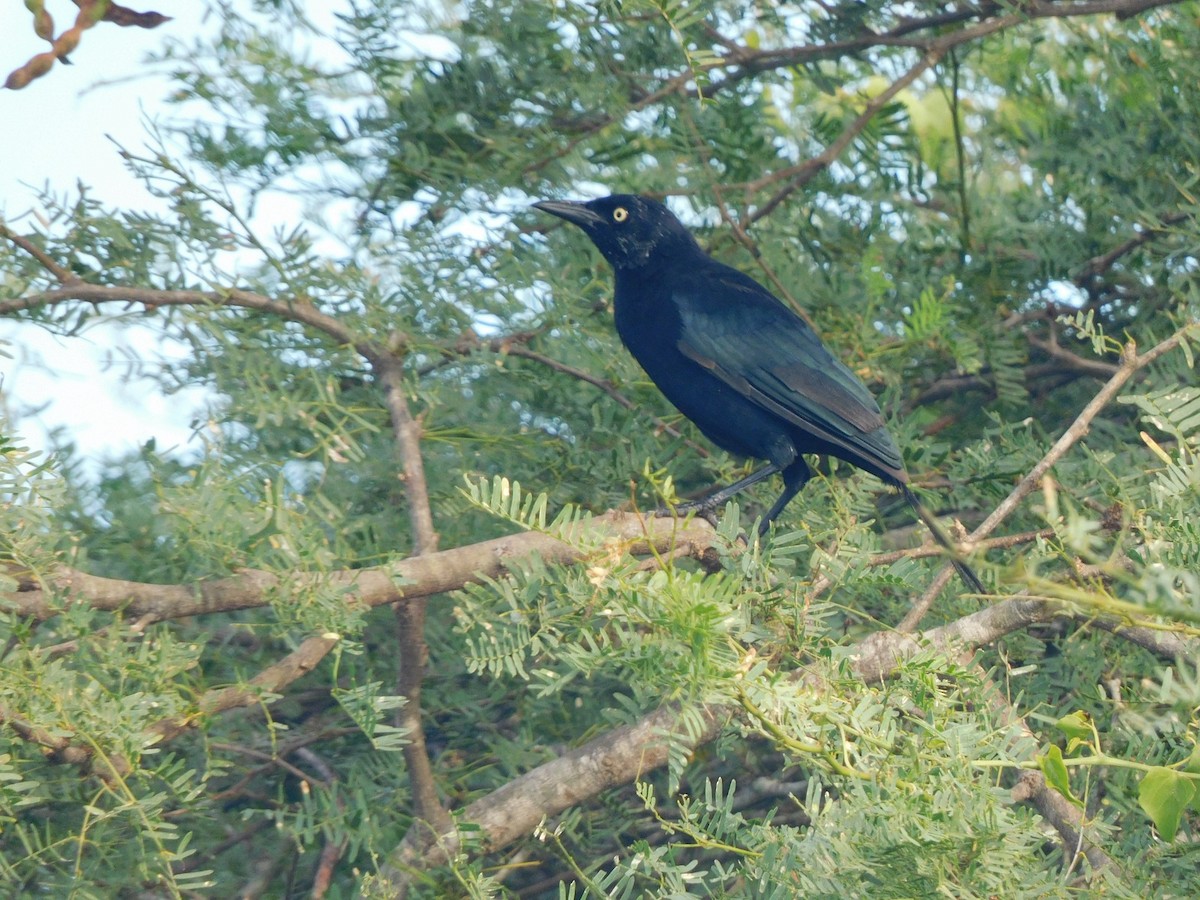 Shiny Cowbird - ML645045906