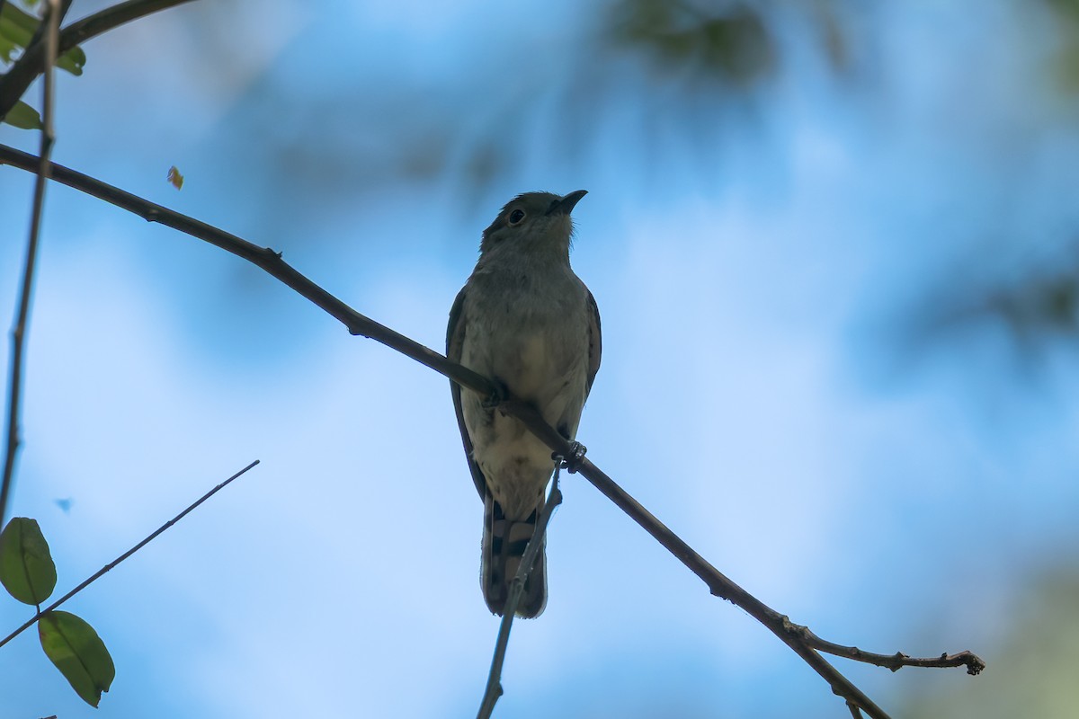 Little Bronze-Cuckoo - ML645045907