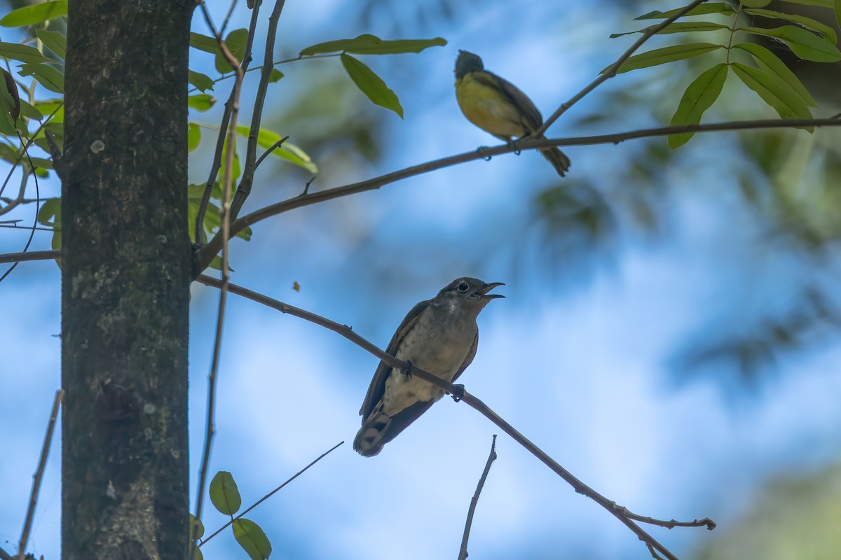 Little Bronze-Cuckoo - ML645045908
