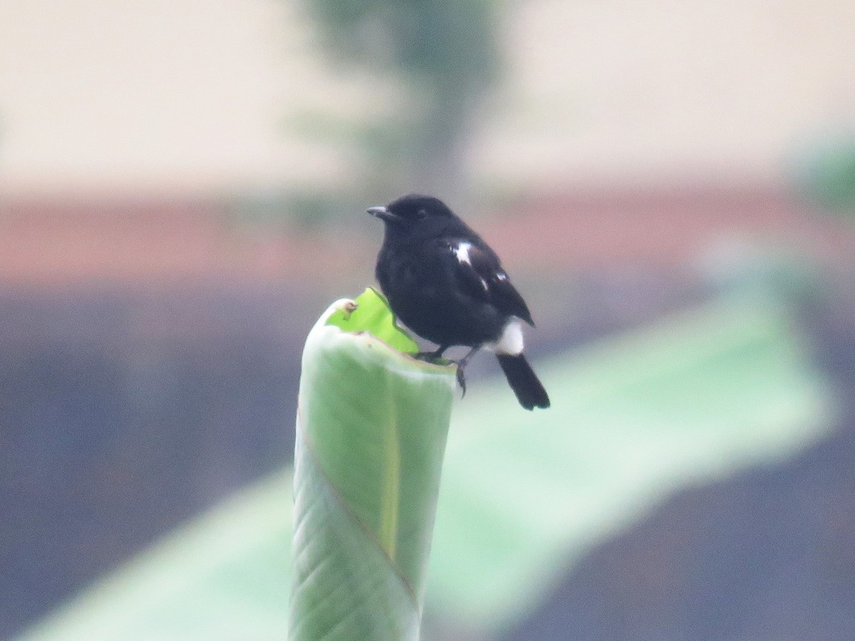 Pitxartxar beltza - ML645045909