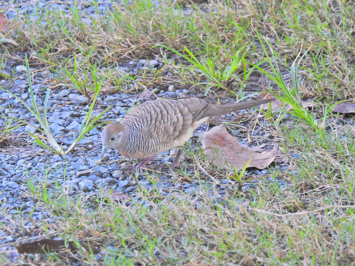 Zebra Dove - ML645045910