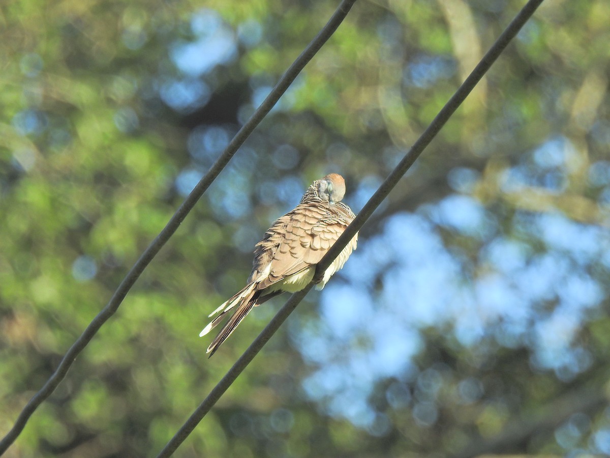 Zebra Dove - ML645045911