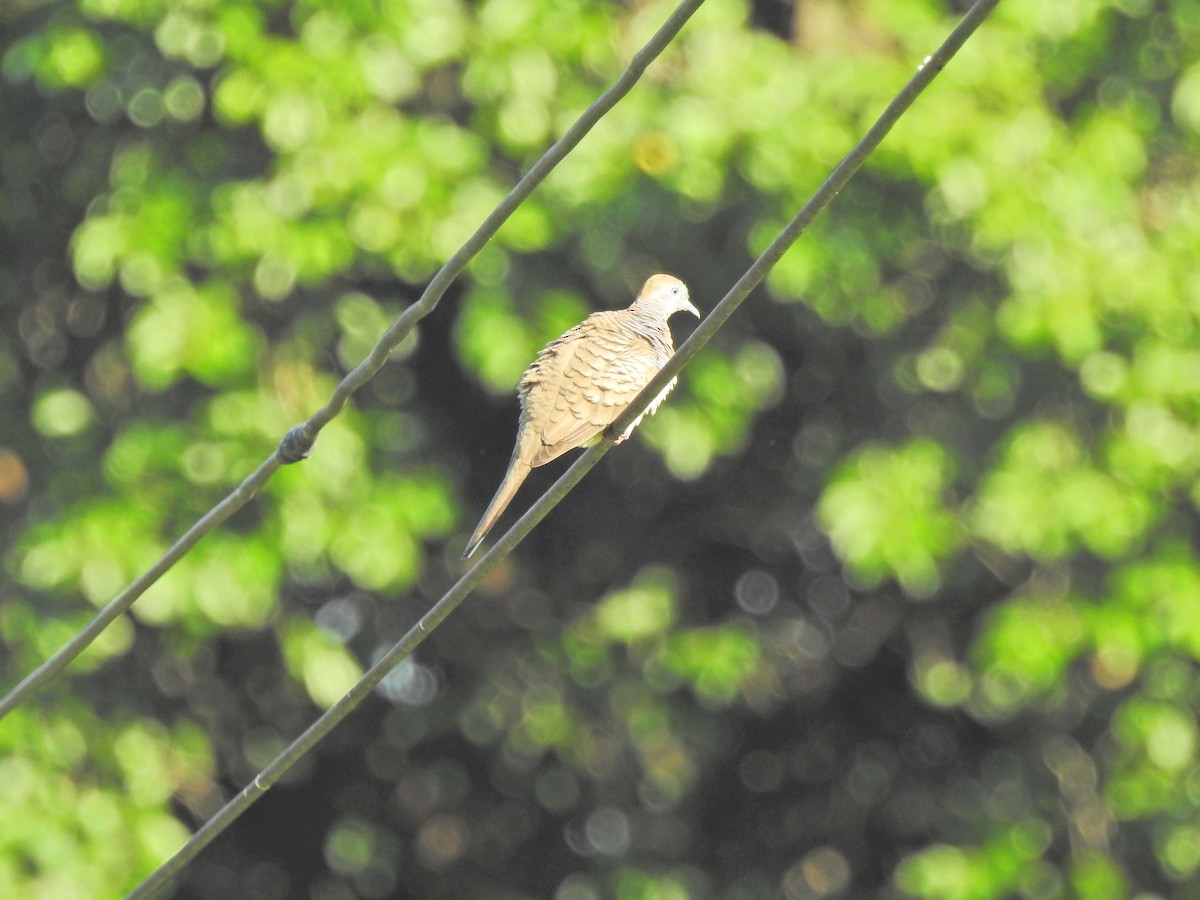 Zebra Dove - ML645045912
