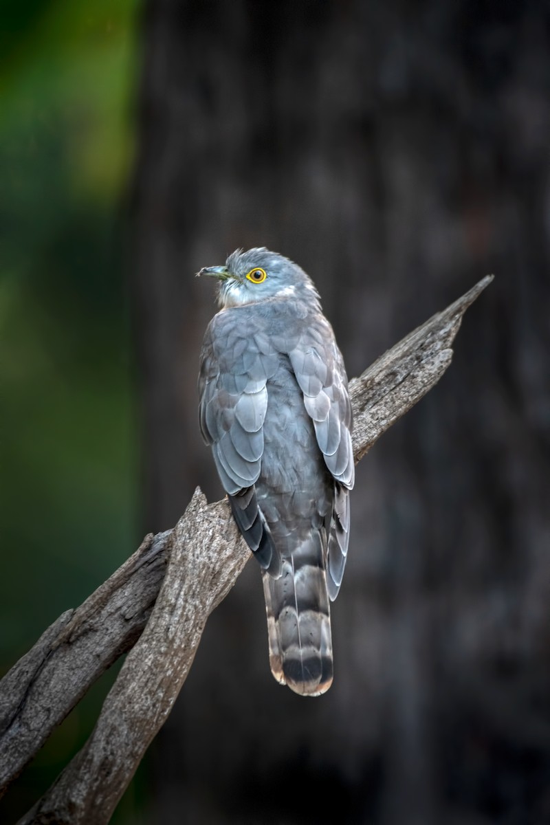 Common Hawk-Cuckoo - ML645045914