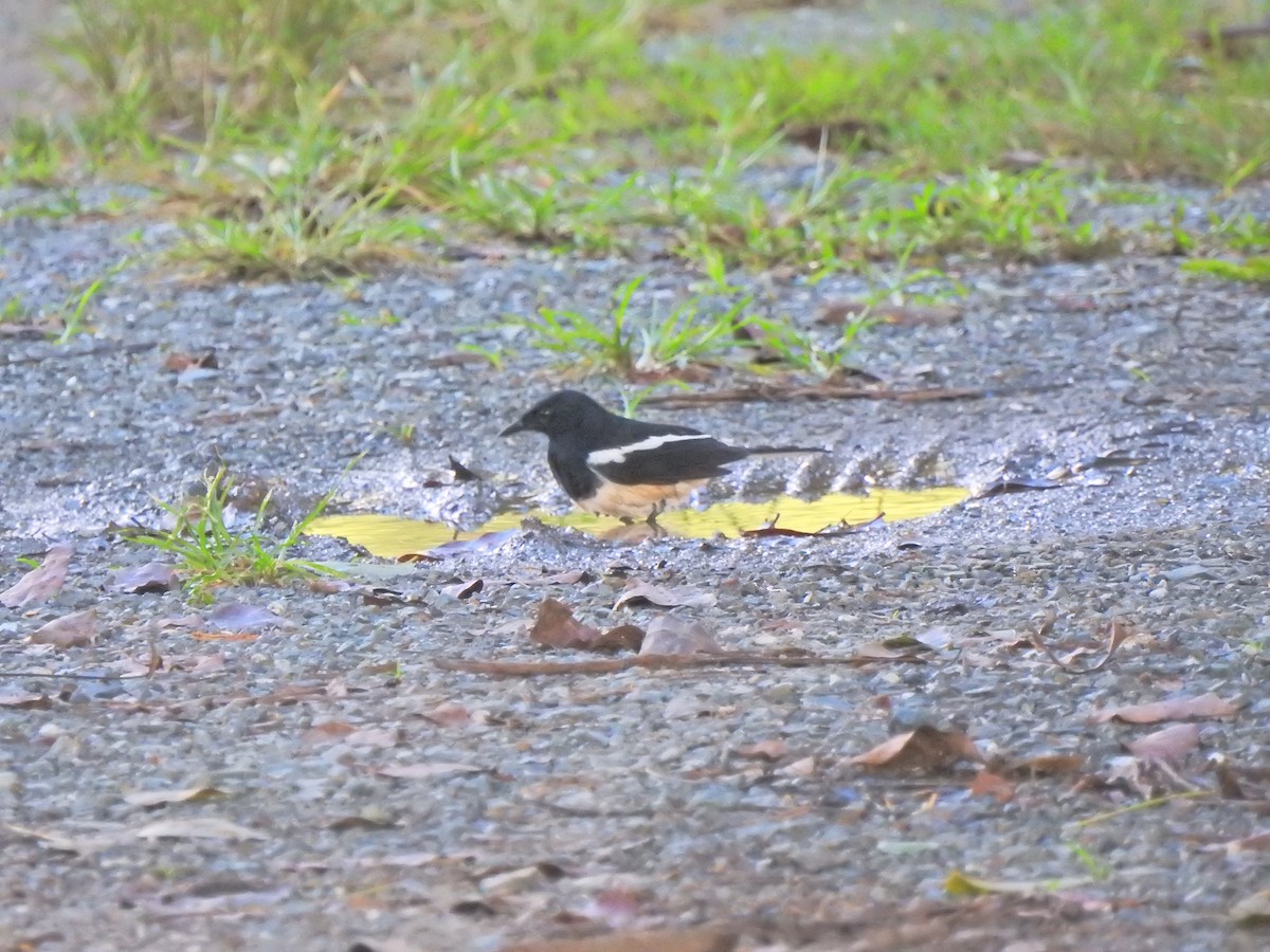 Oriental Magpie-Robin - ML645045915