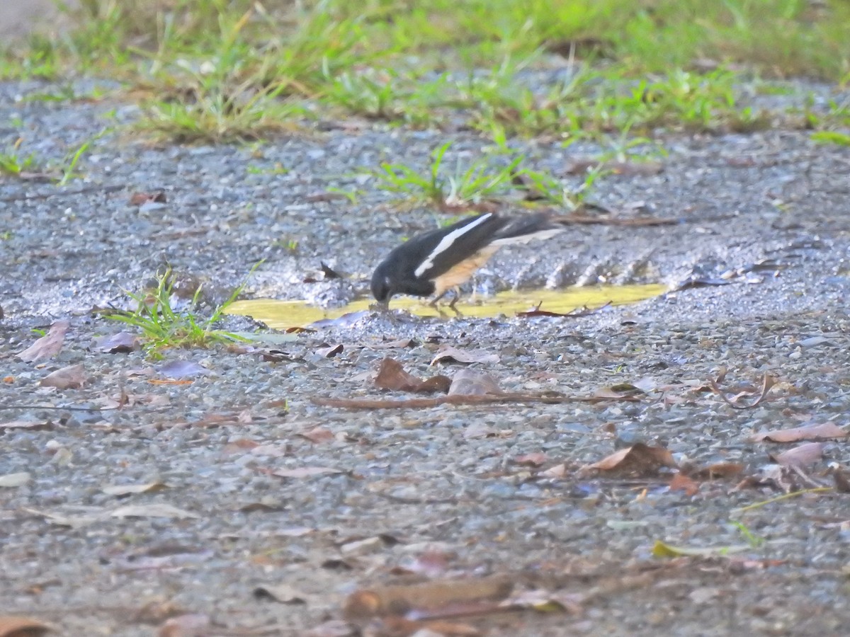 Oriental Magpie-Robin - ML645045916