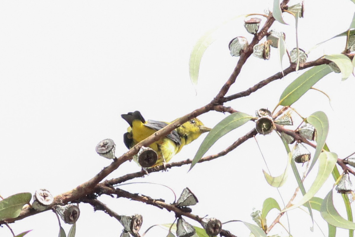 Piranga gorri-beltza - ML645045920