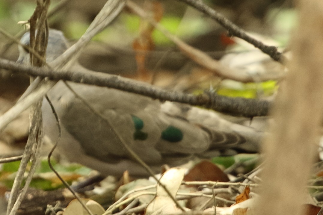 Emerald-spotted Wood-Dove - ML645045921