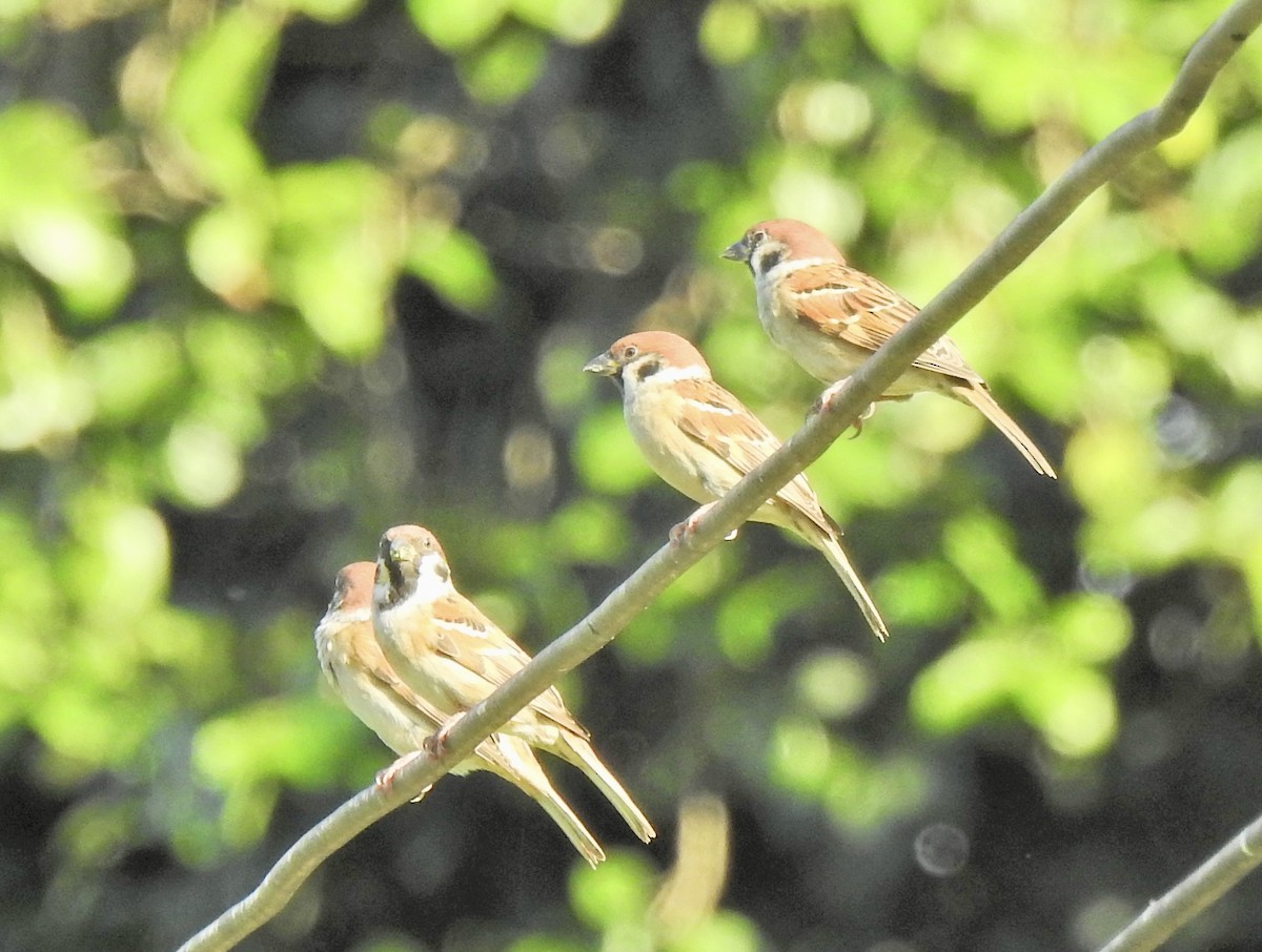 Landa-txolarrea - ML645045922