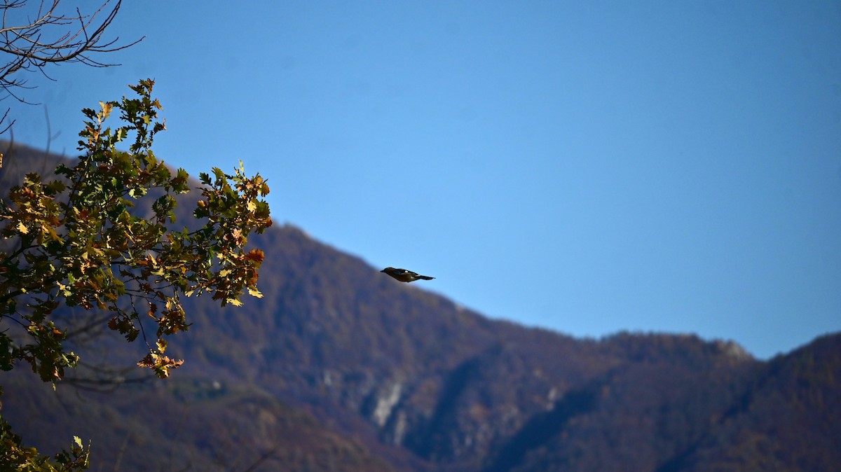 Eskinoso eurasiarra - ML645045924