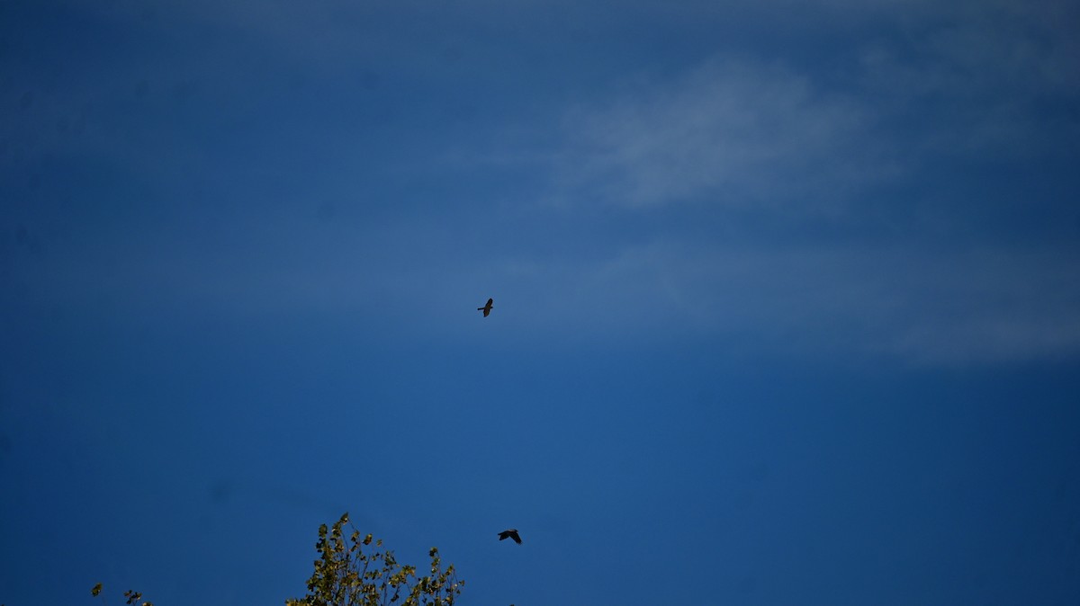 Bele txanoduna - ML645045950