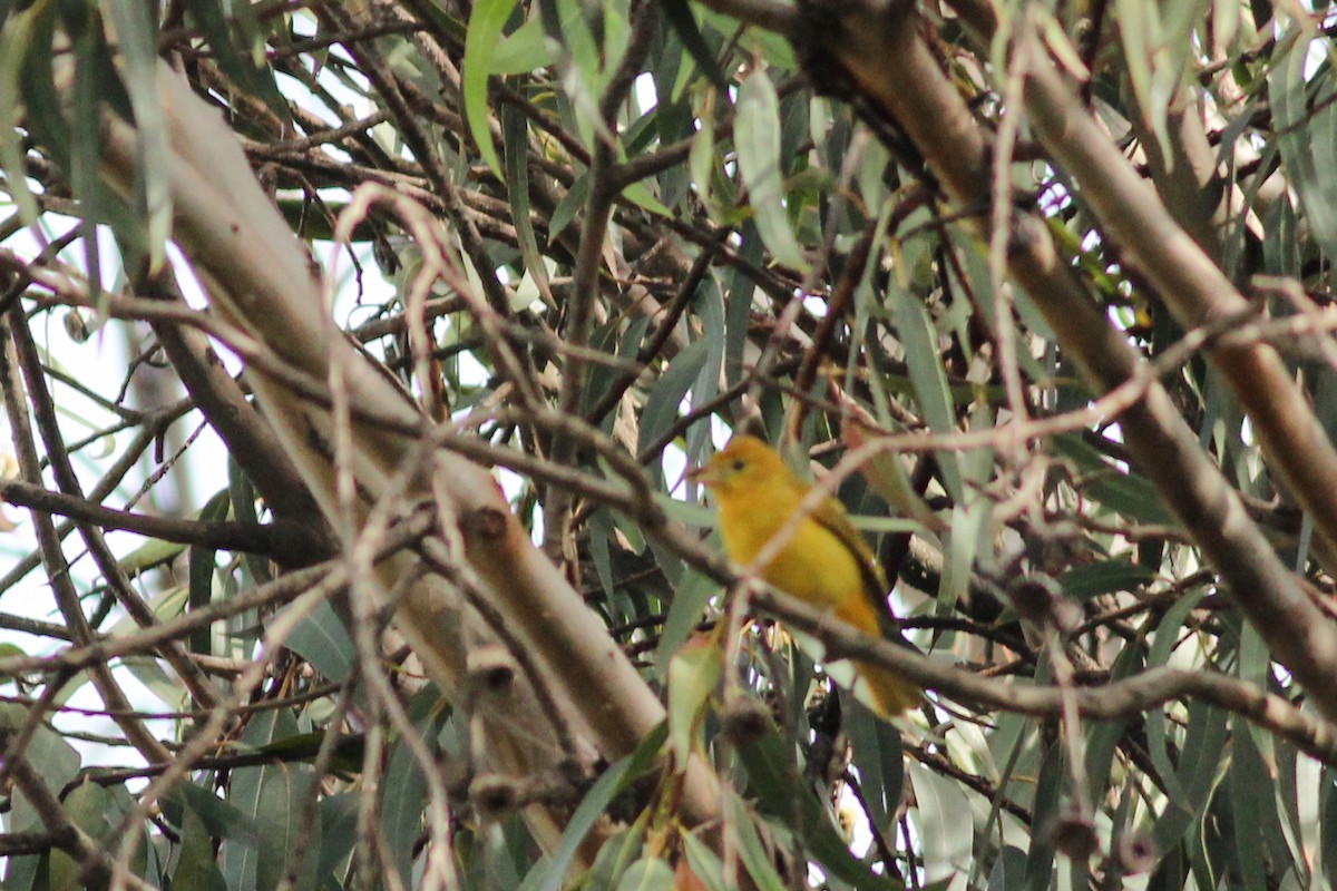 Piranga gorria - ML645045952