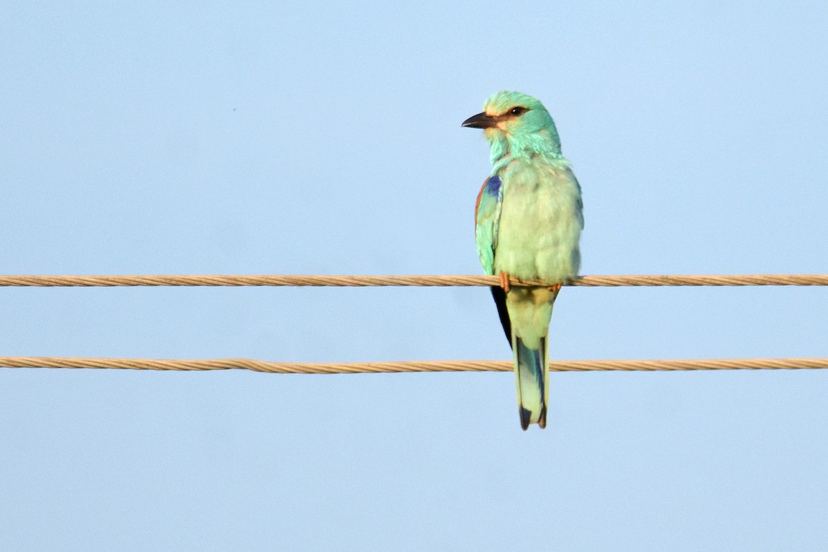 Karraka europarra - ML645045953