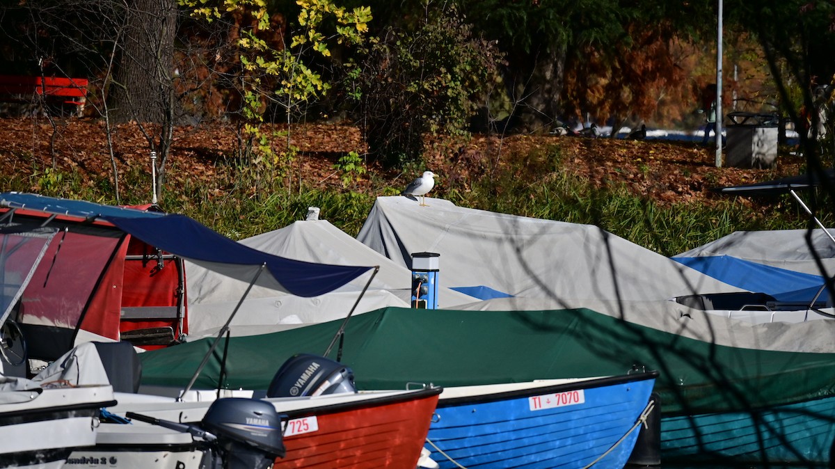 Kaio hankahoria - ML645045954