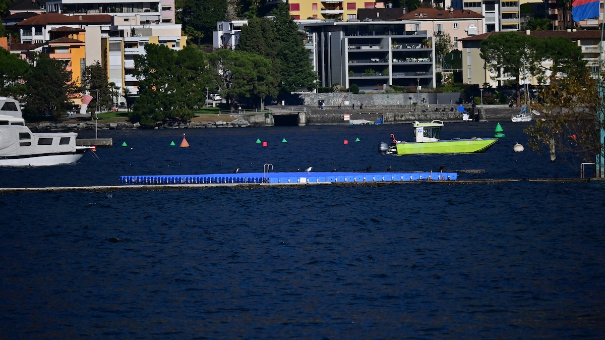 Ubarroi handia - ML645045957