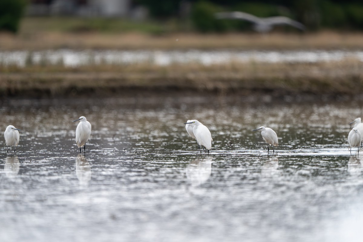 Koartzatxo txikia - ML645045958