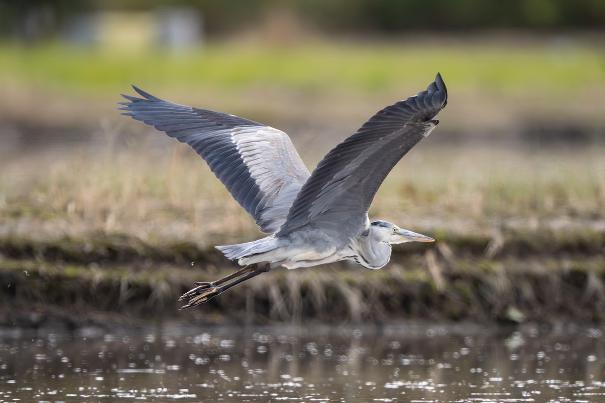 Koartza hauskara - ML645045961