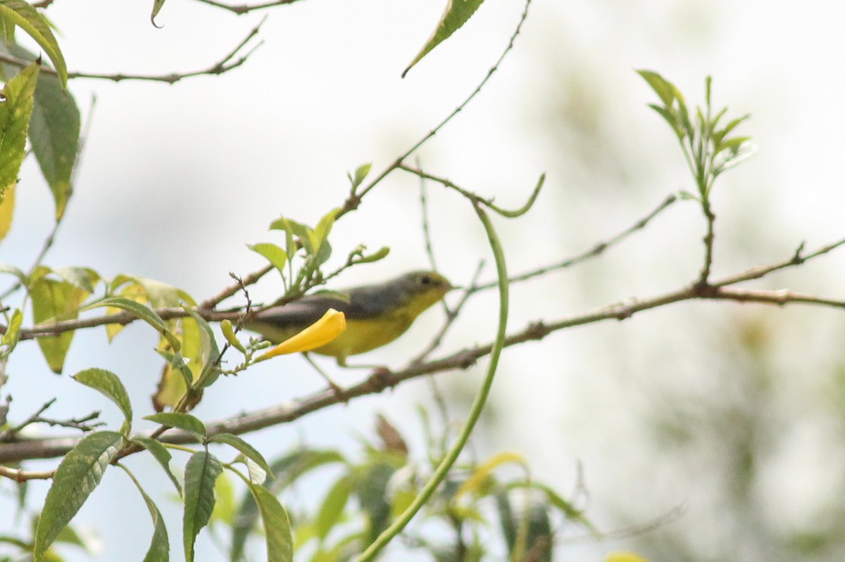 Reinita Canadiense - ML645045965