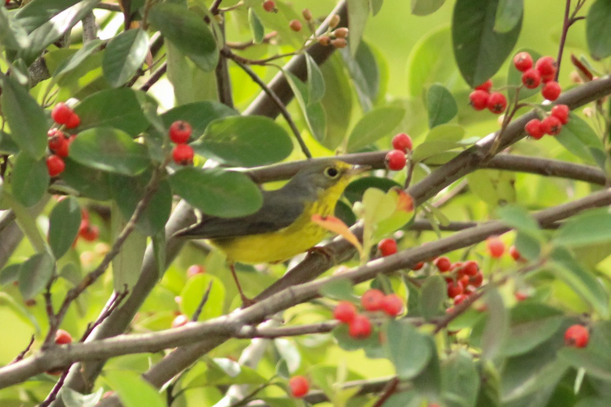 Reinita Canadiense - ML645045974